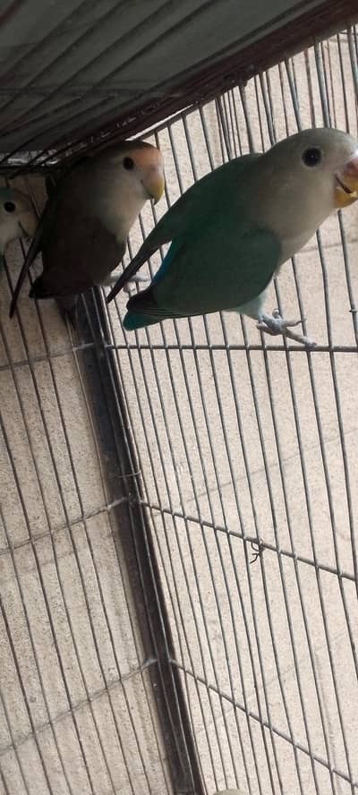 color lovebirds