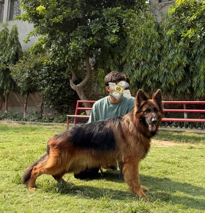  Long Coat German Shepherd Male Available for a New Home 