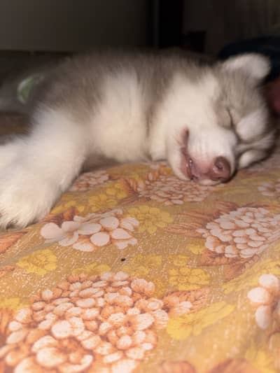 Siberian husky puppy in blue eyes