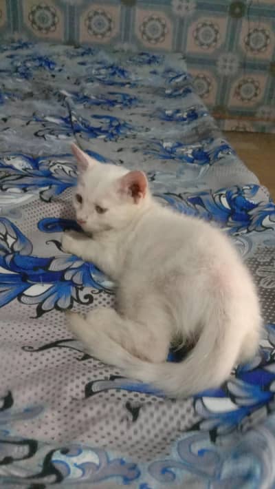 Persian pair Double Kittens Available In Okara City