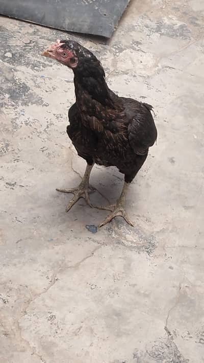 aseel hen