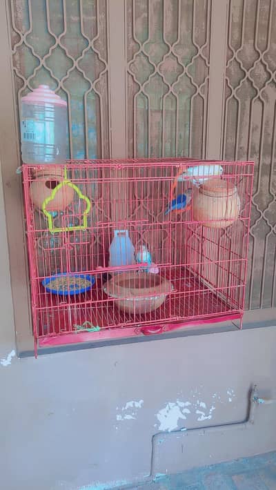 love birds with cage
