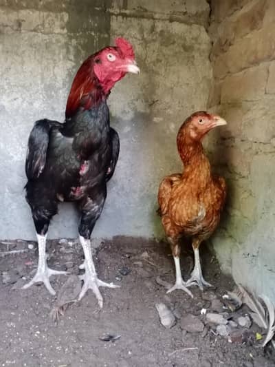 home breed murga aur murgi for sale in Sargodha full breed information