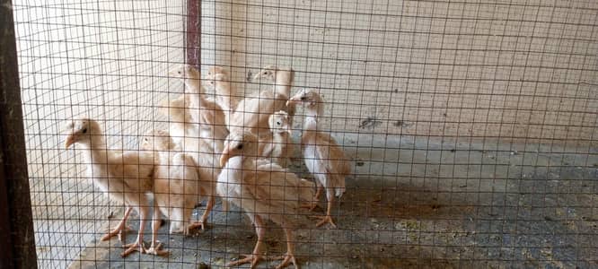Heera aseelchicks watsapp03405793273