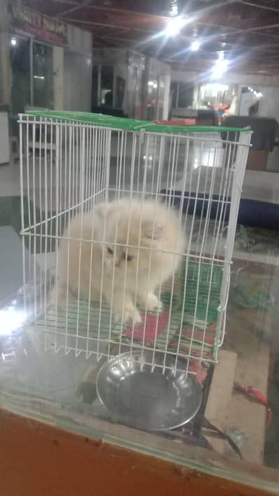 cute cat
