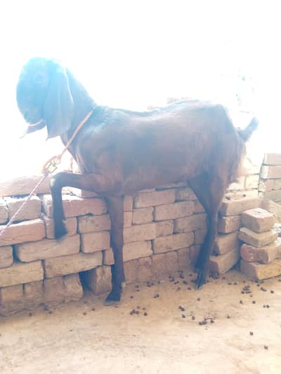 Female goats for sale
