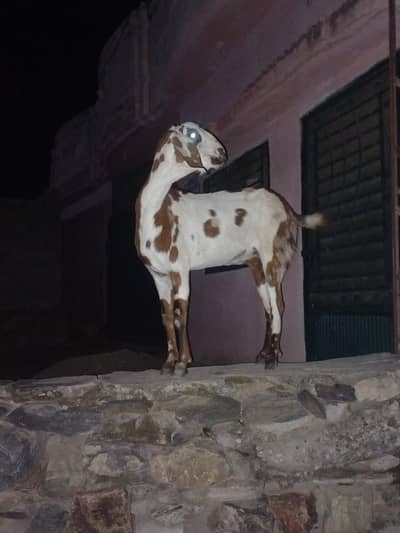 need a pair of kids goat