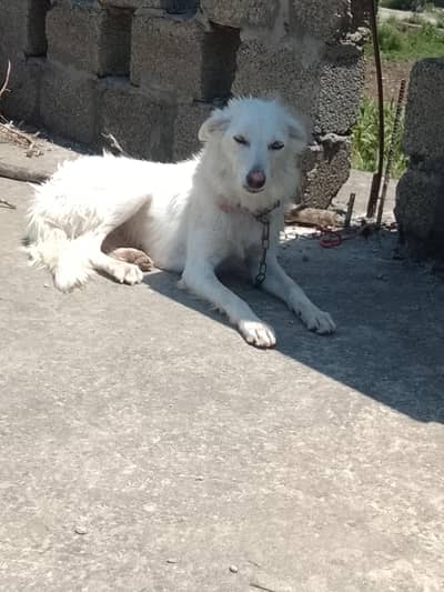 white haske female dog
