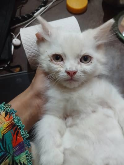 Persian 2 kittens