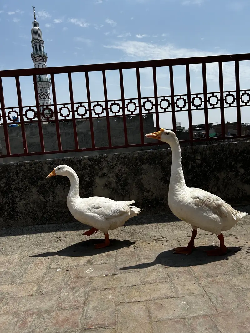 Big Ducks adult pair