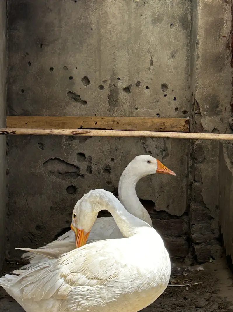 Big Ducks adult pair — photo 2