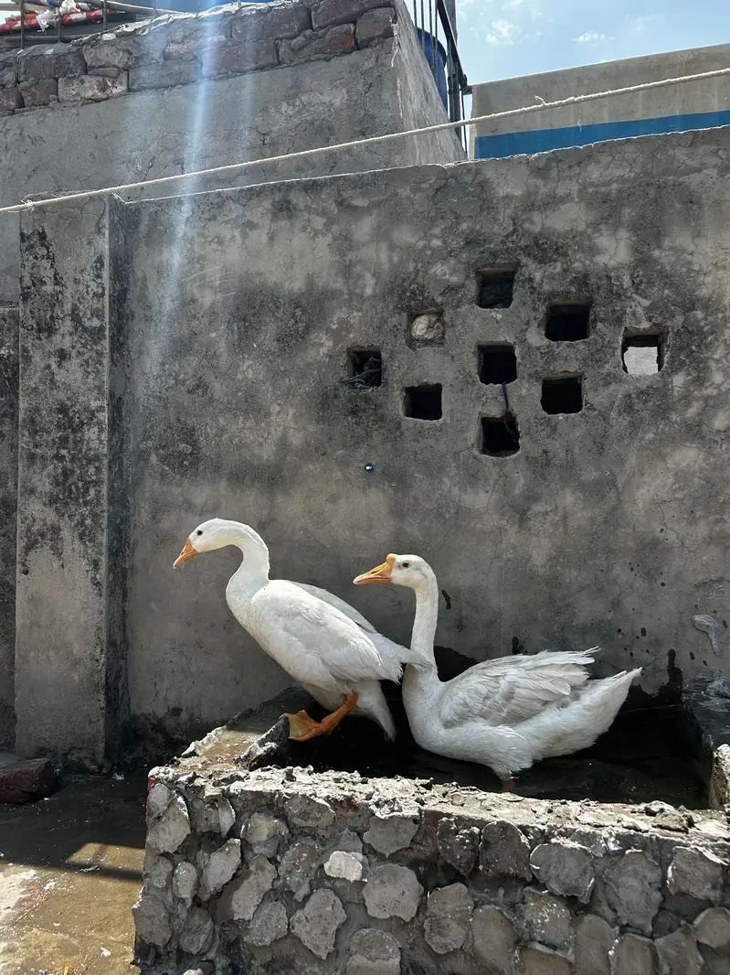 Big Ducks adult pair — photo 3
