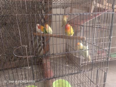 love birds 3 pairs for sale