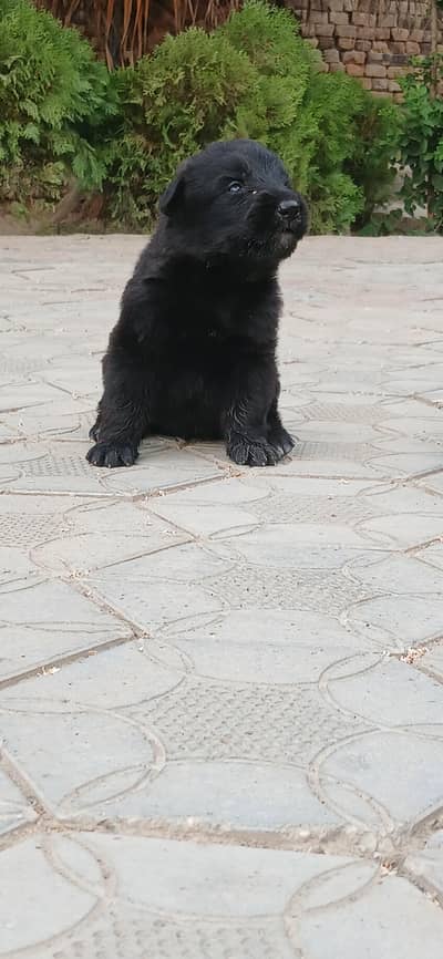 German shepherd dog black ‍ for sale Whatsapp number 03360056871