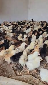 golden misri | desi chicks | misri chicks 1 days to 15 days old chick
