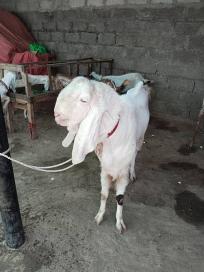 top quality breeder balwal rajanpur cross
