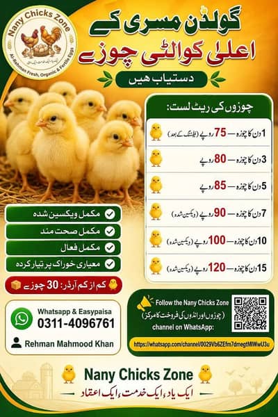 golden misri | desi chicks | misri chicks 1 days to 15 days old chick
