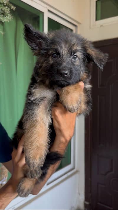 top quality German shepherd
