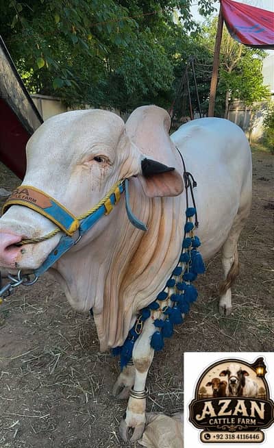 Gulabi bull