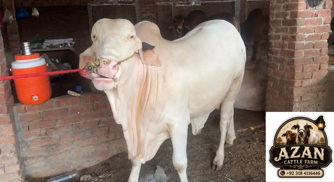 Gulabi bull — photo 2