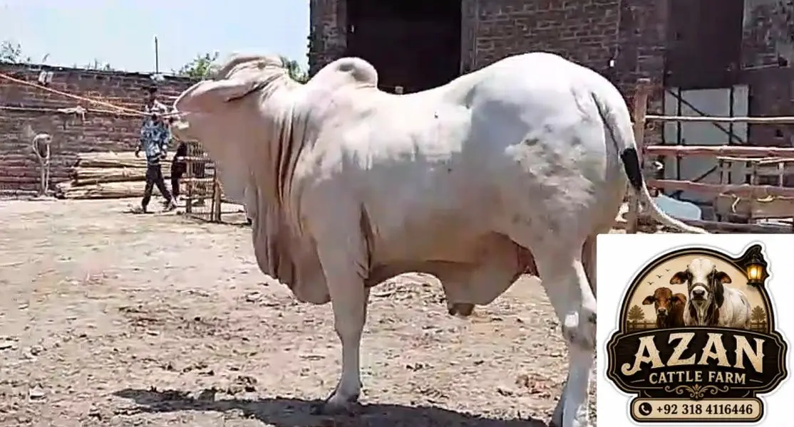 Gulabi bull — photo 5