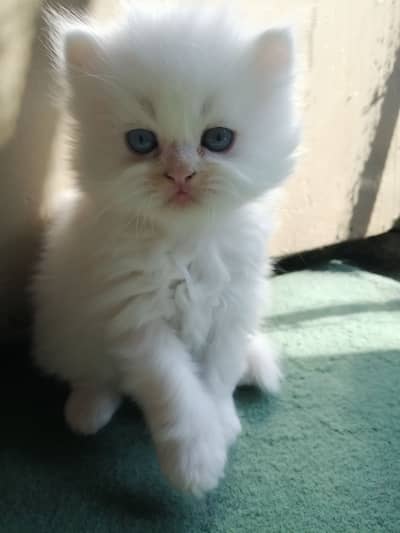 Persian kittens for sale urgently