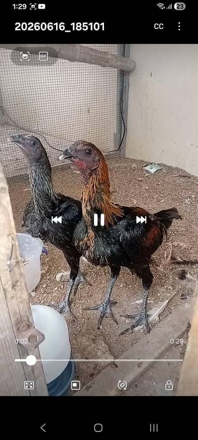 o shamo kandari parrot beak dragon thai