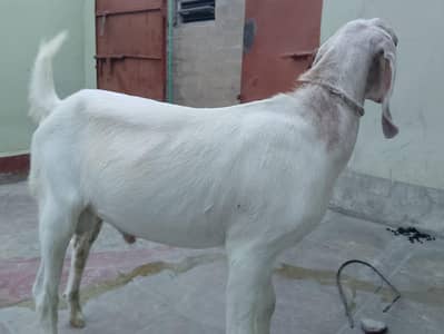 White Munda
