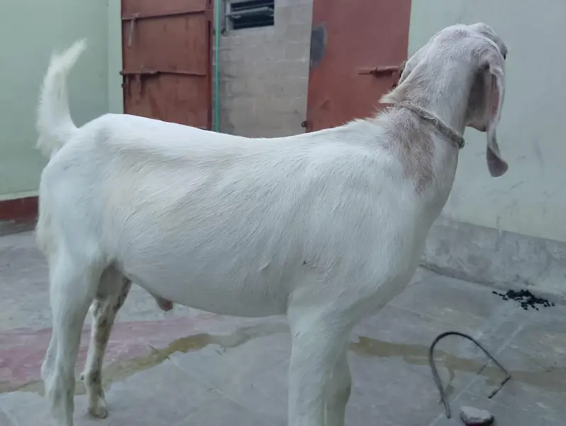 White Munda