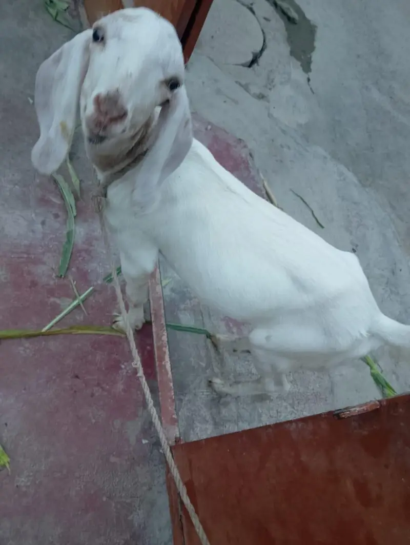 White Munda — photo 2