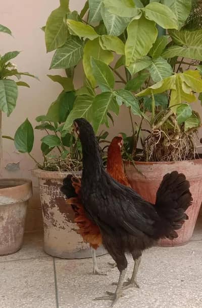 misri murgiyan available