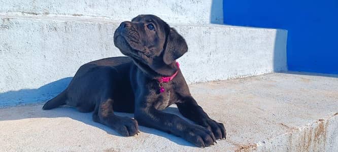 Cane Carso