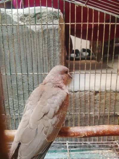 Doves