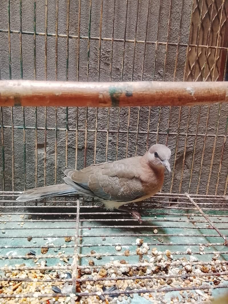 Doves 1