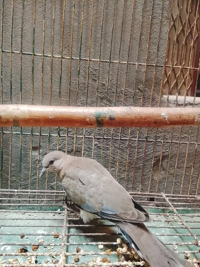 Doves 2