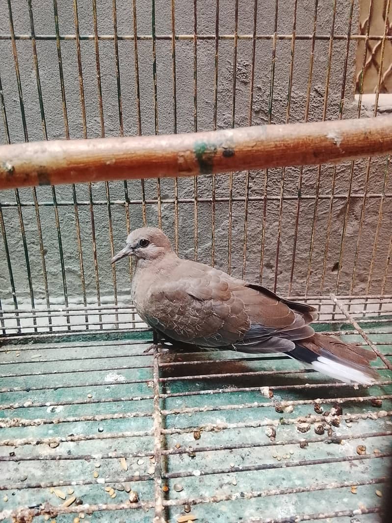 Doves 3