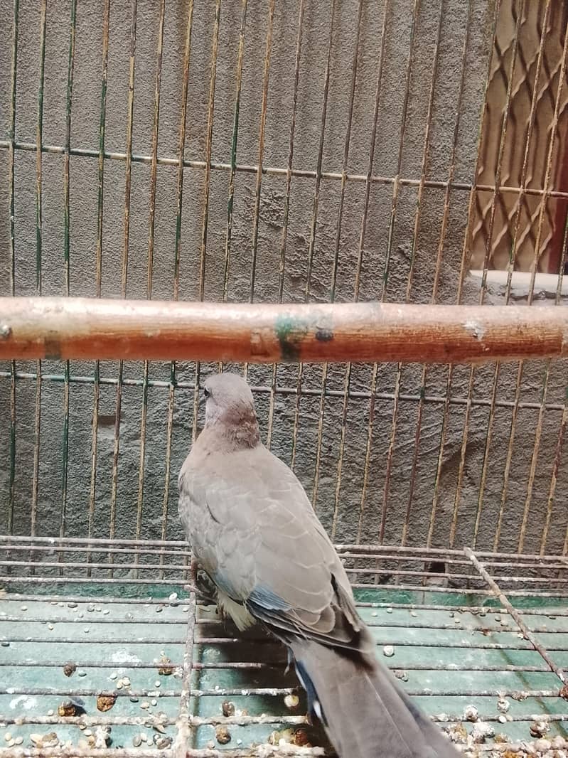 Doves 4