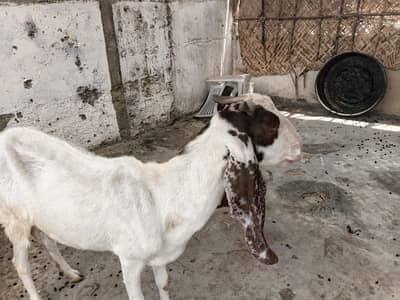 dood wali bakri ha
