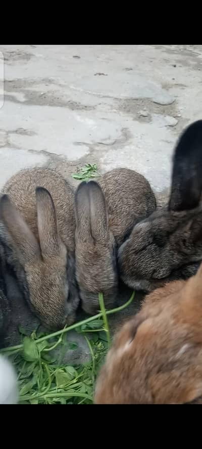 Flemish giant rabbit