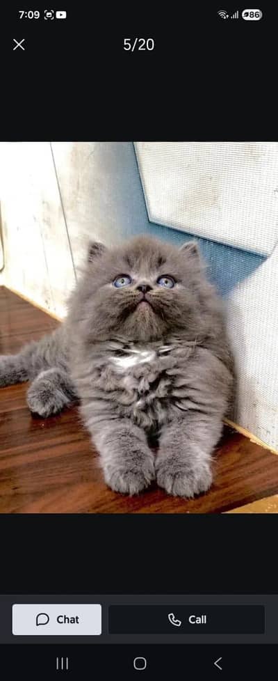 cash on delivery parshion kitten cat male female