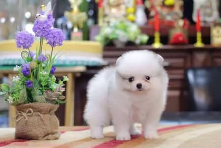 Pomeranian puppies for sale 2 month age Whatsapp no 03291198929