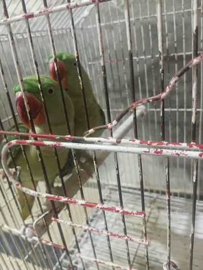 Raw Parrot for sale