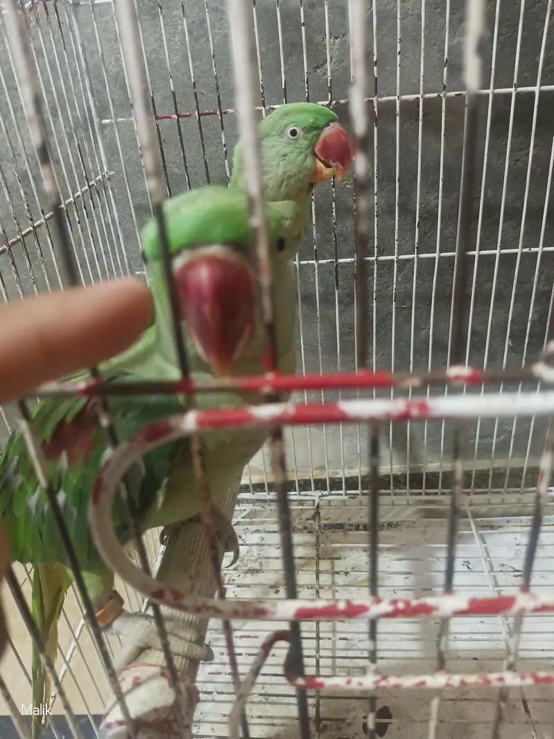 Raw Parrot for sale — photo 2