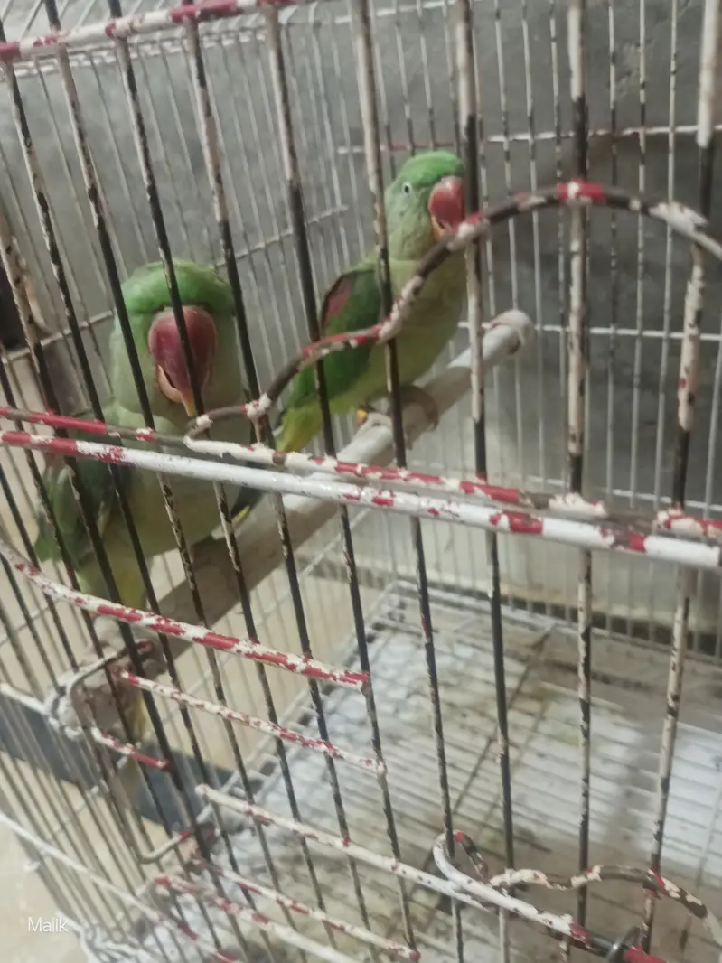 Raw Parrot for sale — photo 3