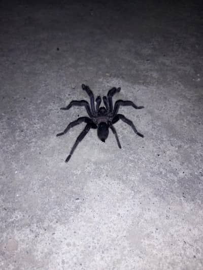 black tarantula