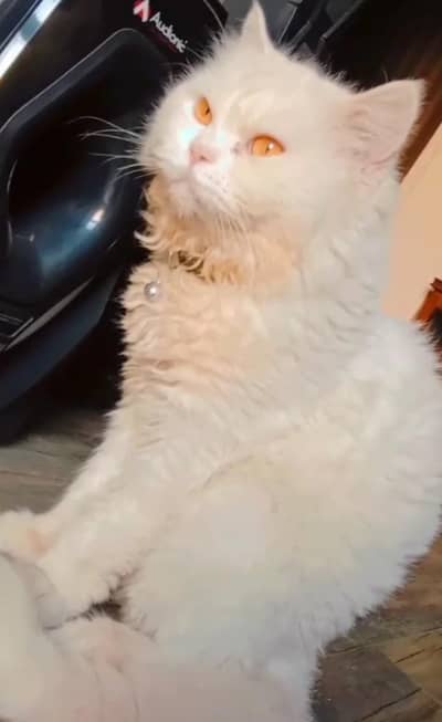 Purebred Male Persian Cat for Sale