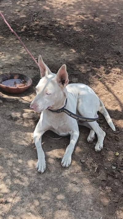 Healthy young male Kohati Gultair available.