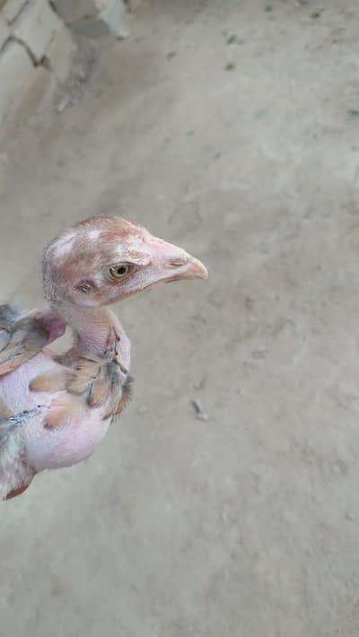 Assel Chicks for Sale