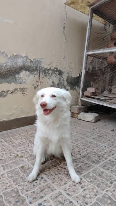 Russian Dog Double Coat