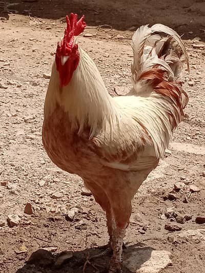 Desi Murghy